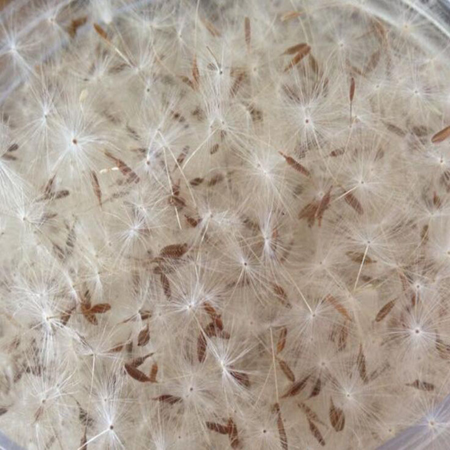 100pcs Mini White Dried Dandel - Jewelry Making 3 Year Old recension och pris